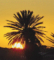 Sunset behind palm tree on Makin Tracks wheelchair accessible tour